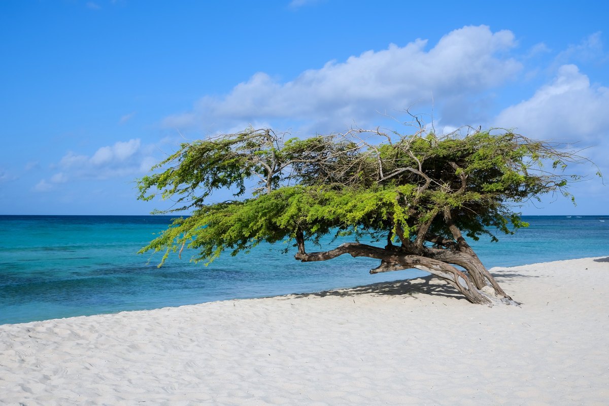 Árboles divi-divi en Eagle Beach, Aruba