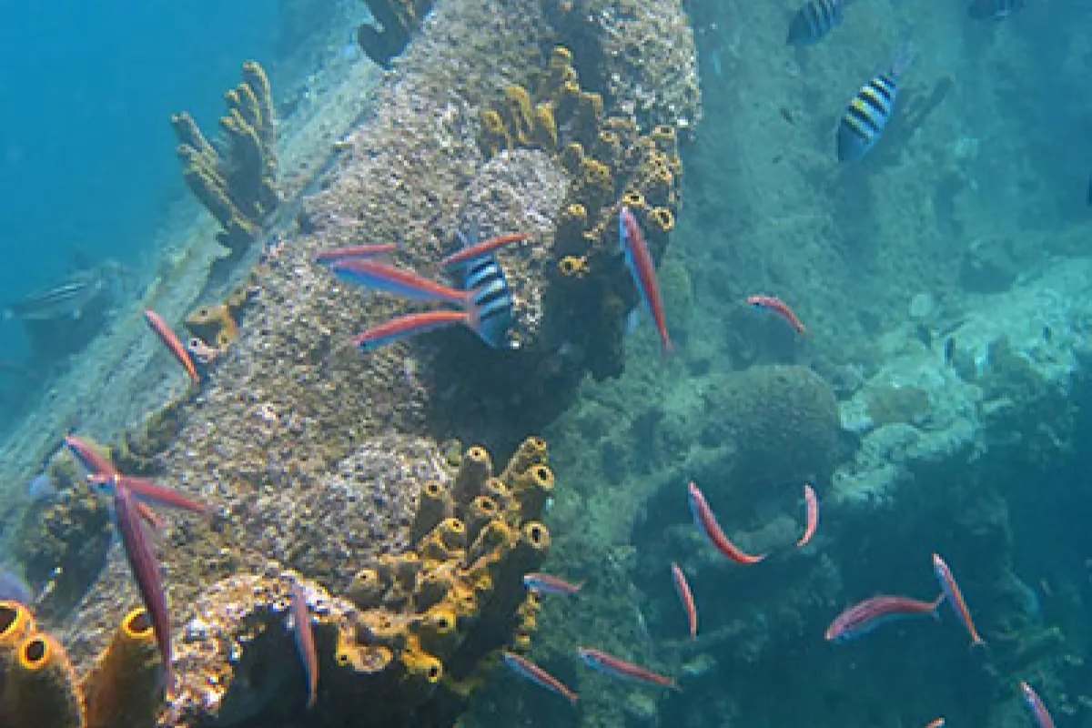 Restos del naufragio SS Antilla cubiertos de coral, Aruba