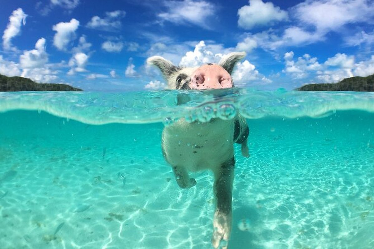 Cerdo nadando en las aguas turquesas de Exuma, Bahamas