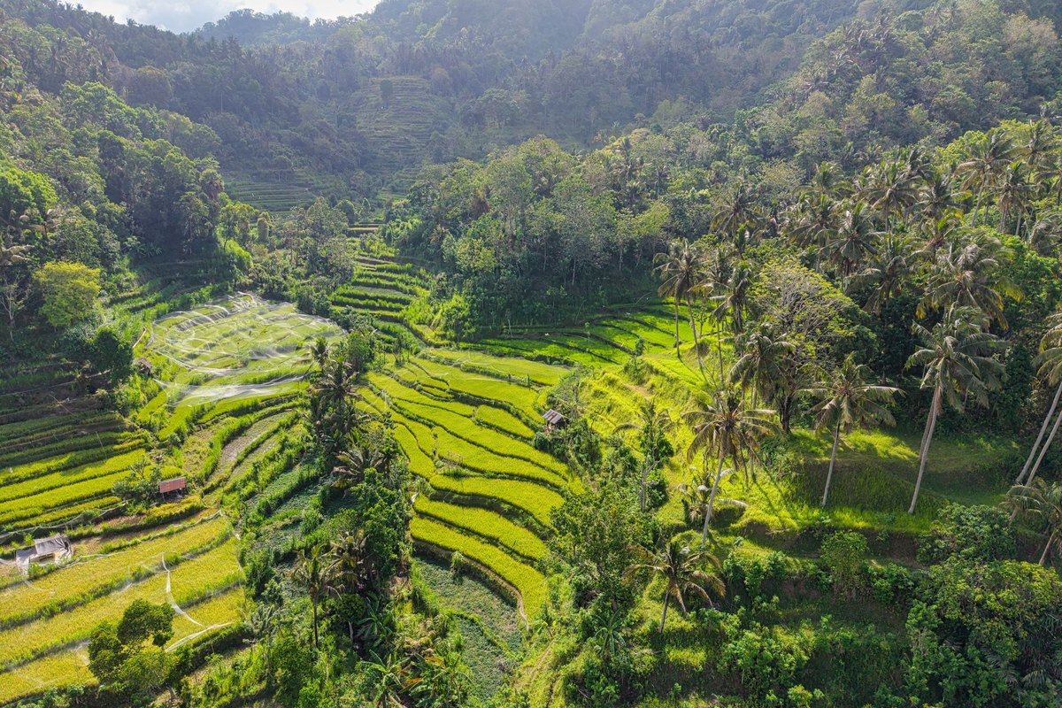 Terrazas de arroz de Bali
