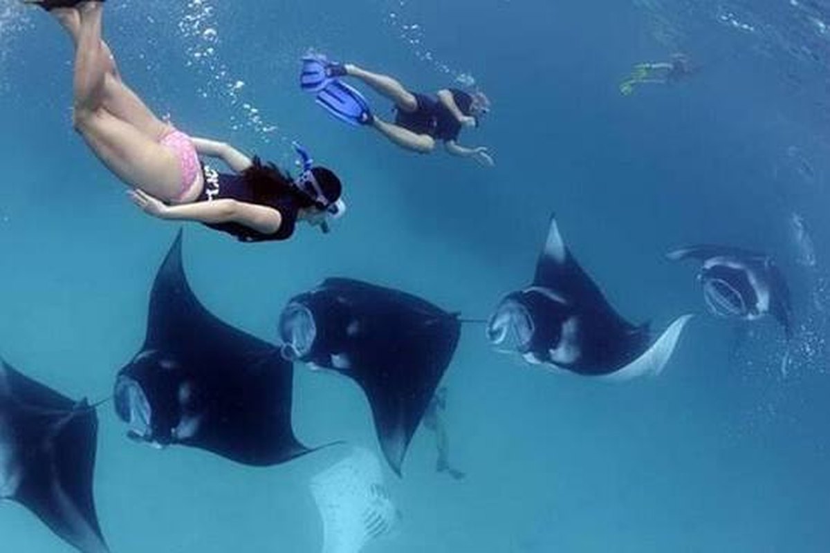 Snorkel junto a mantarrayas en las aguas de Nusa Penida, Bali