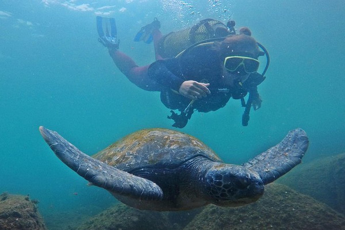 Buzo nadando junto a una tortuga marina en un arrecife