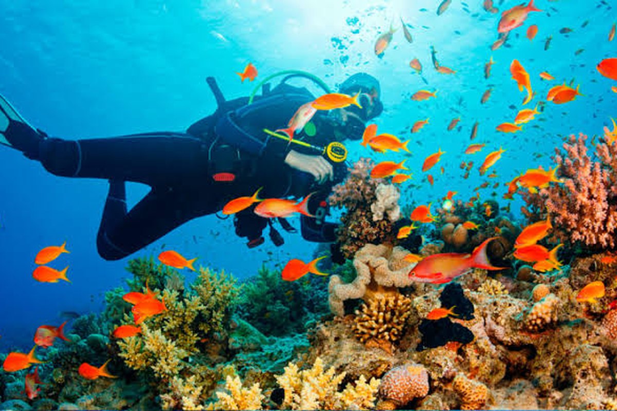 Buzo entre peces tropicales en un arrecife de coral